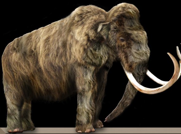 woolly-mammoth1