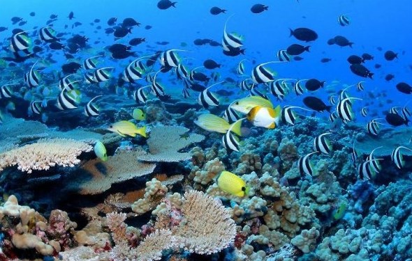hawaii-coral-reef-600x404