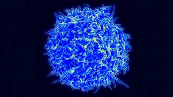 t-cell
