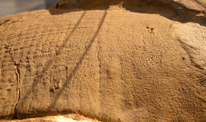 dinosaur_skinimpressions