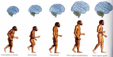 humanEvolution