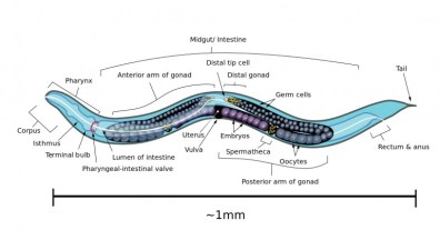 openworm-nematode-roundworm-simulation-artificial-life-0