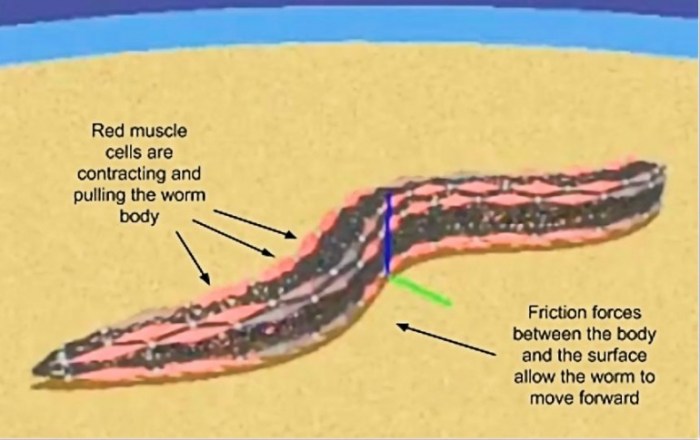 openworm-nematode-roundworm-simulation-artificial-life
