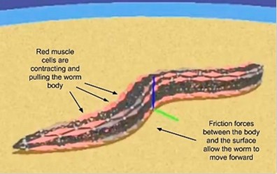 openworm-nematode-roundworm-simulation-artificial-life