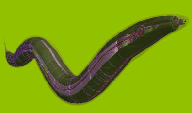 openworm-nematode2