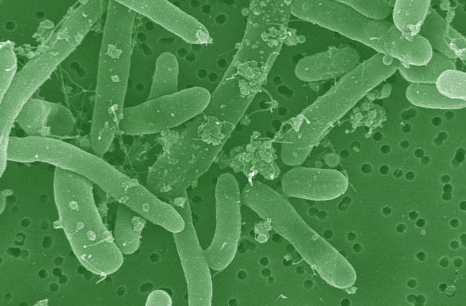 hacking-bacteria-fuel-ecoli-670