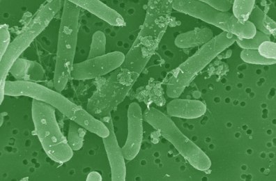 hacking-bacteria-fuel-ecoli-670