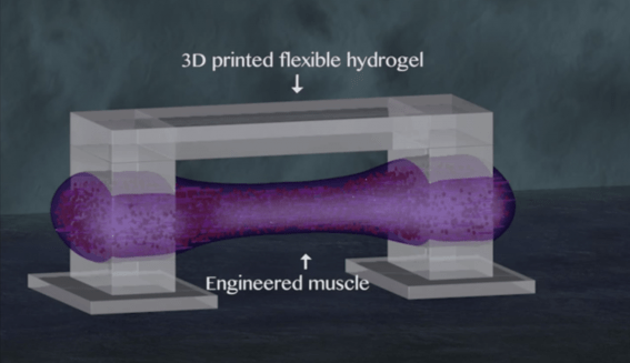 walking-bio-robot-spinal-muscle-3