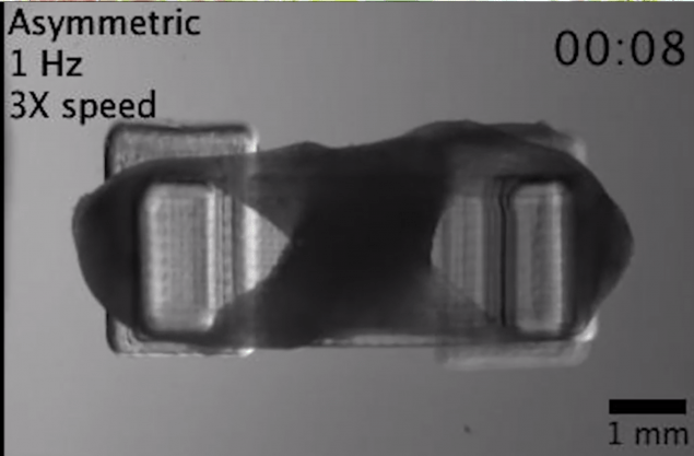 walking-bio-robot-spinal-muscle-6