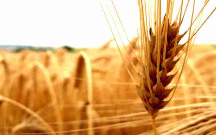 cereals-agriculture-ear