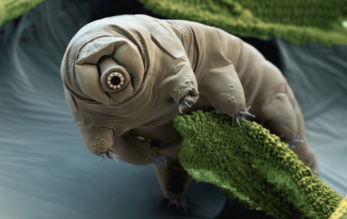 tardigrade-electron-scanning-colorized