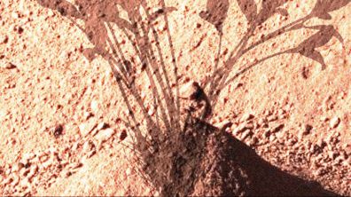martian_plant